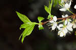 Hortulan plum